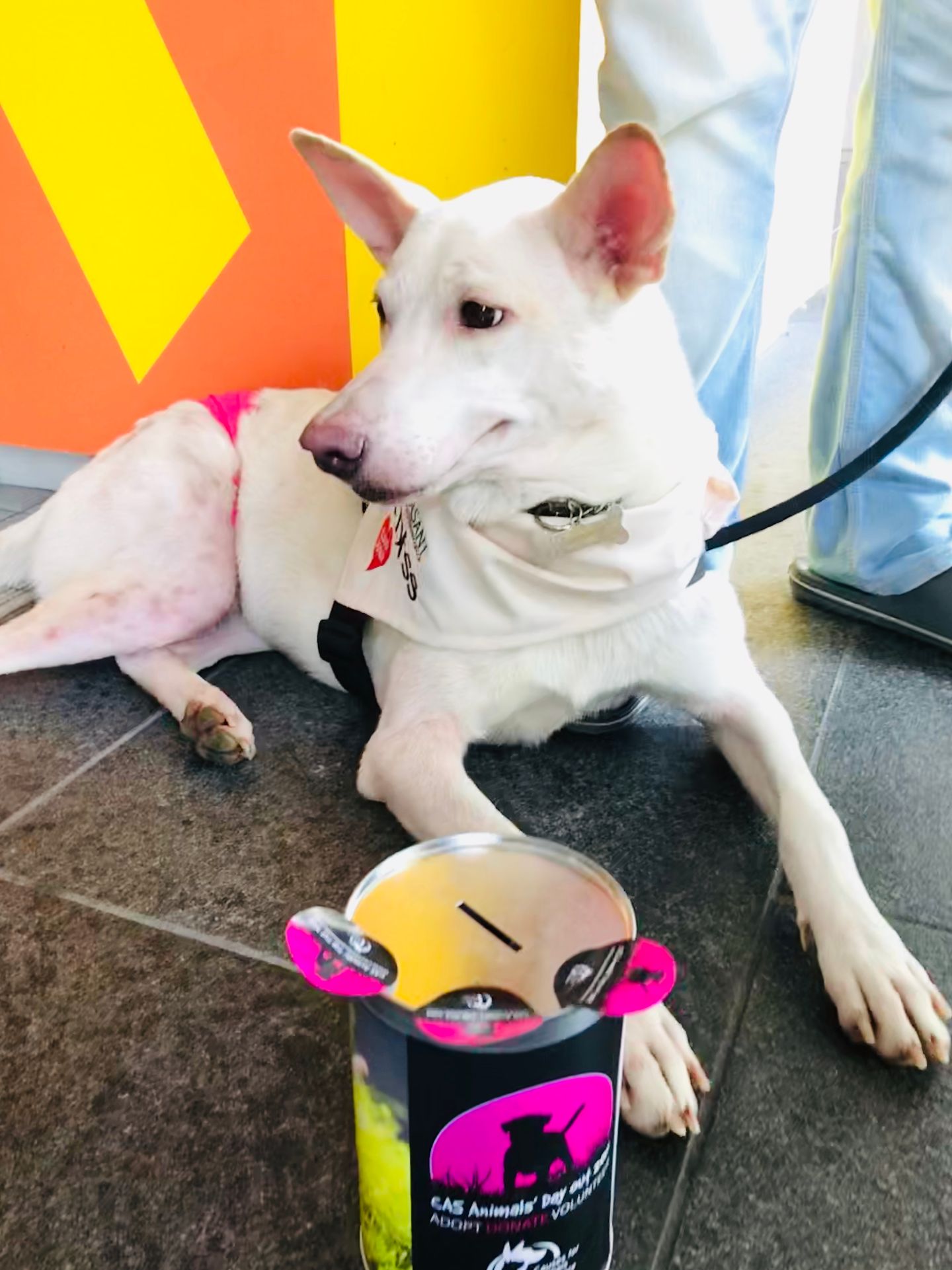 Pet Donation